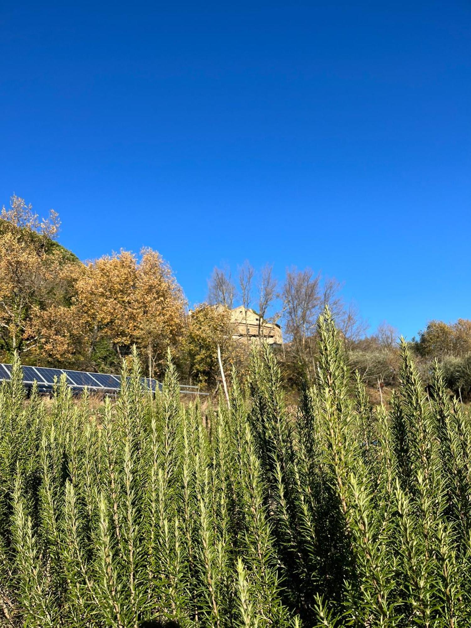 Bio Agriturismo Alba Etrusca Di Cortona - Organic Farmhouse- Appartamento Lavanda-Appartamento Rosmarino - Vasca Idromassaggio Esterna Poggioni エクステリア 写真